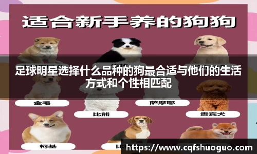 足球明星选择什么品种的狗最合适与他们的生活方式和个性相匹配